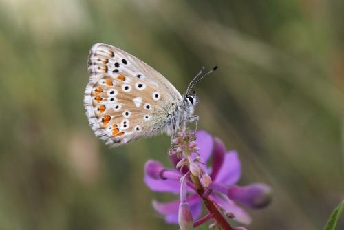 Réf. 350 170 : Polyommatus coridon